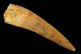 Spinosaurus Tooth - Real Dinosaur Tooth #169589-1